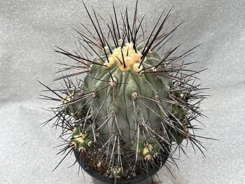 サボテン　コピアポア　カット苗 Amazon.co.jp: サボテン 多肉植物 コピアポア 黒士冠 台付き